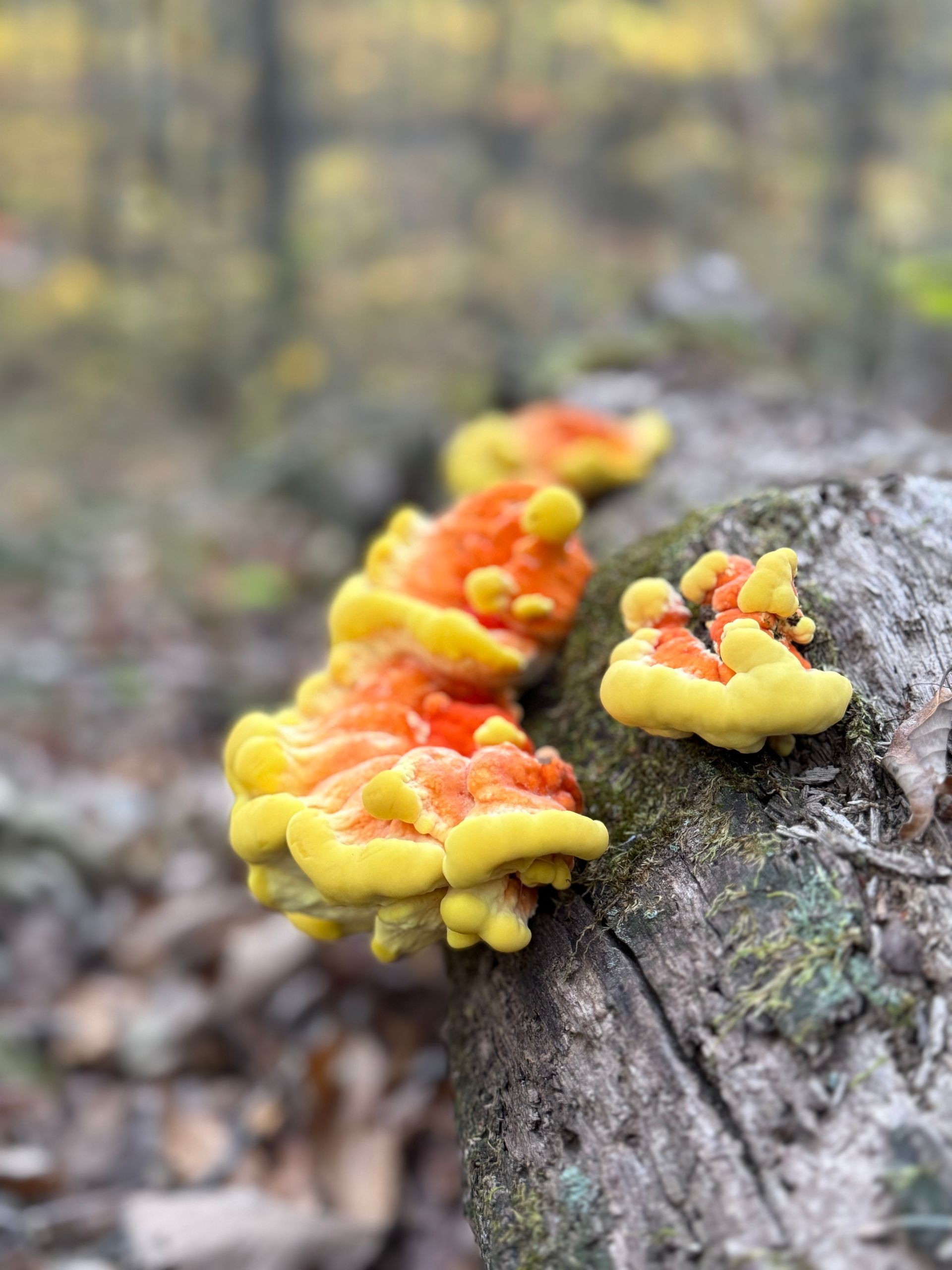 A close up of a yellow and orange mushroom growing on a tree trunk.