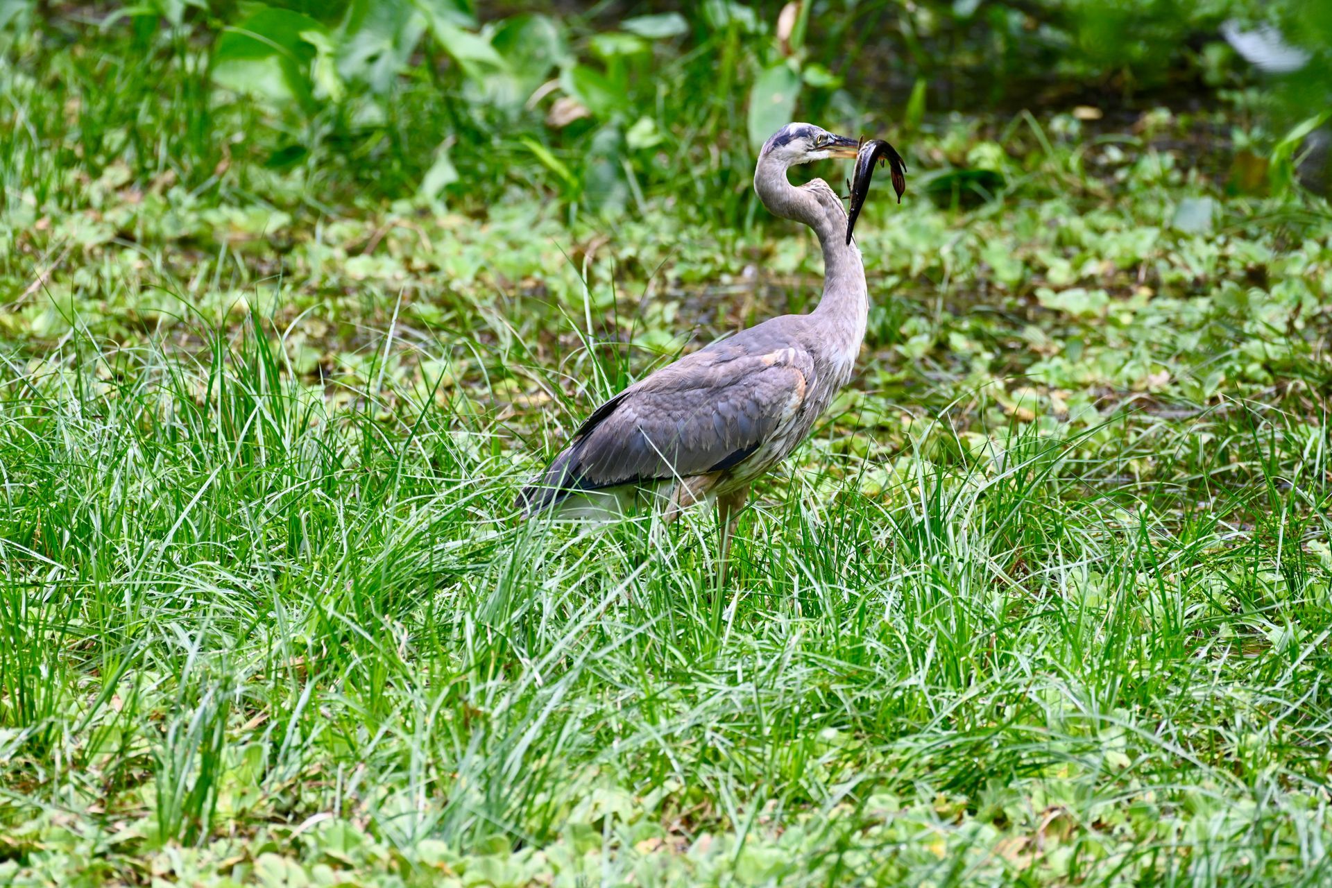 A bird is standing in the grass with a fish in its beak.