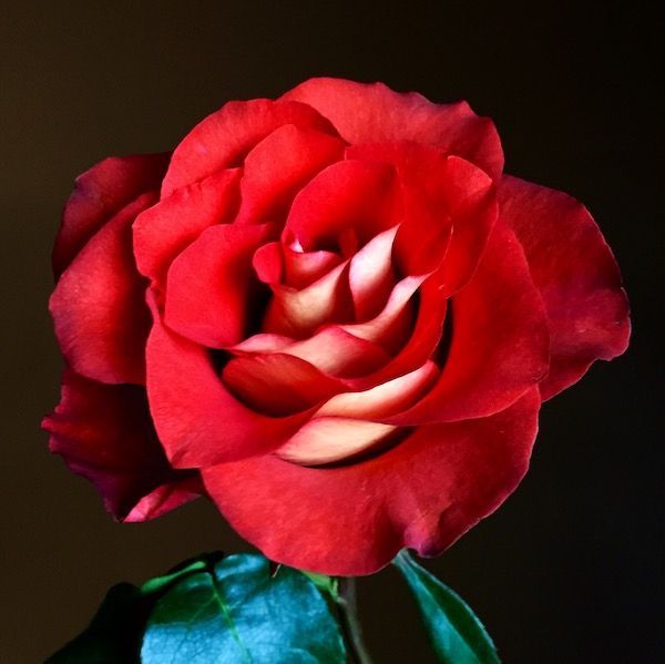 A close up of a red rose with a green stem