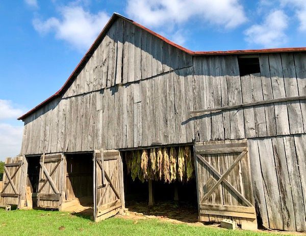 An old wooden barn with corn hanging out of the doors.