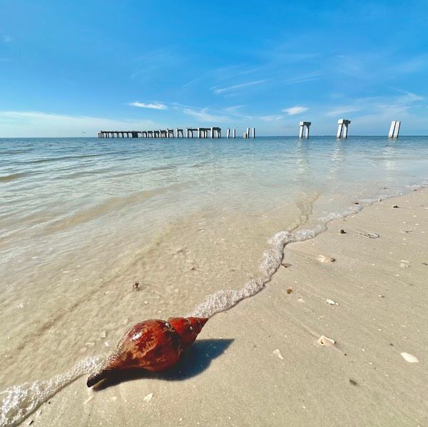 A bird is laying on the beach near the water