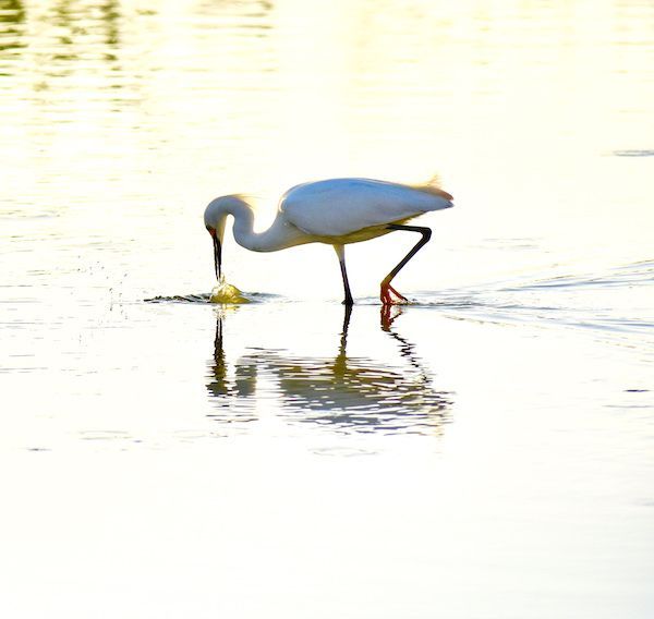 A white bird is standing in the water looking for food