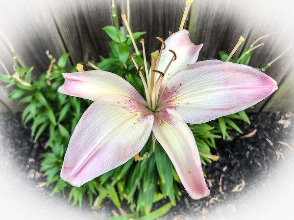 A pink and white flower is surrounded by greenery