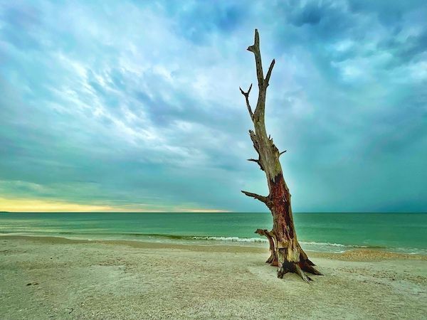 A tree stump on a beach with the ocean in the background