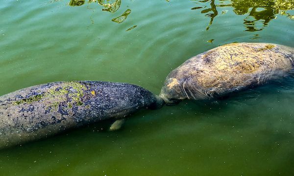 Two manatees are swimming next to each other in the water.