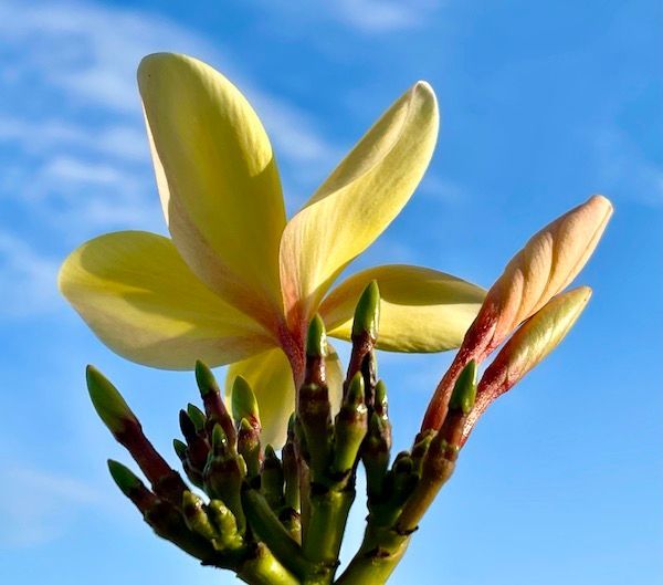 A close up of a yellow flower against a blue sky