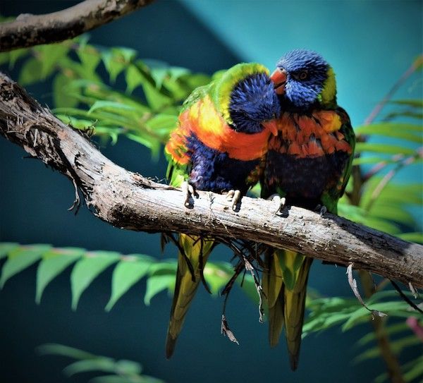 Two colorful birds are perched on a tree branch