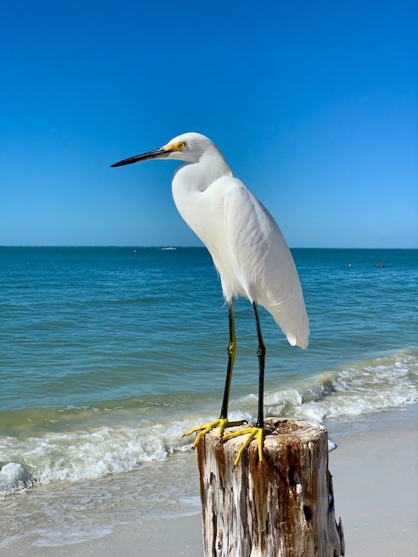 A white bird standing on a stump on the beach