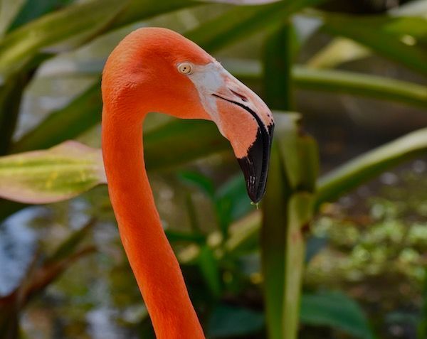 A flamingo with a long neck and a black beak