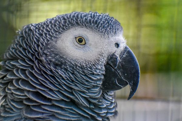 A close up of a gray parrot 's head with a blue beak.