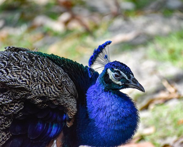 A peacock is standing in the grass and looking at the camera