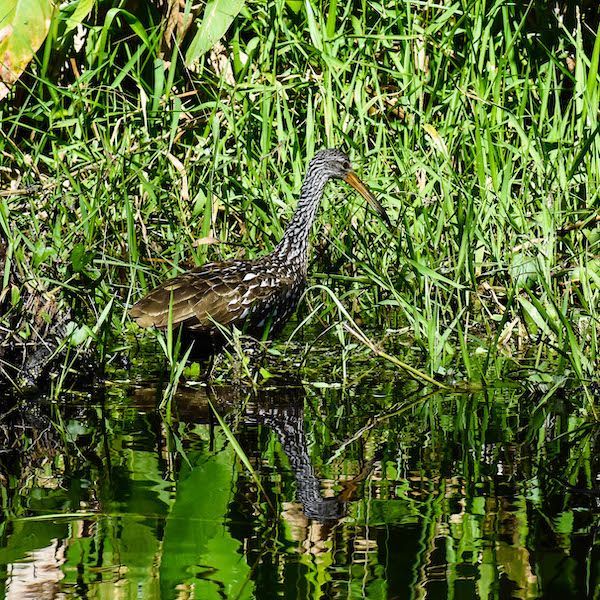 A bird with a long beak is standing in the water