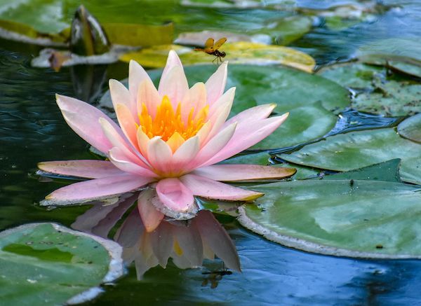 A pink water lily is surrounded by lily pads in a pond