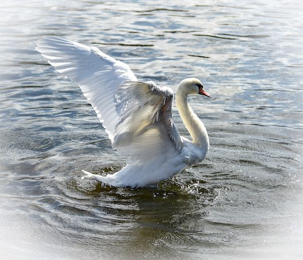 A white swan is standing in the water with its wings spread