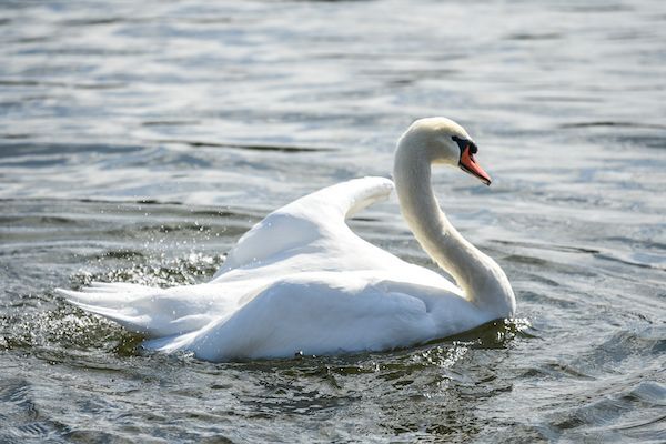 A white swan with a red beak is swimming in the water.