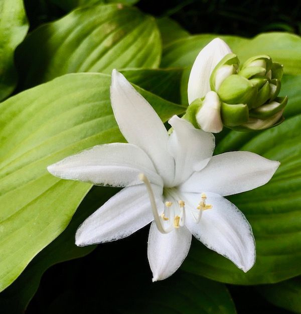 A white flower is surrounded by green leaves