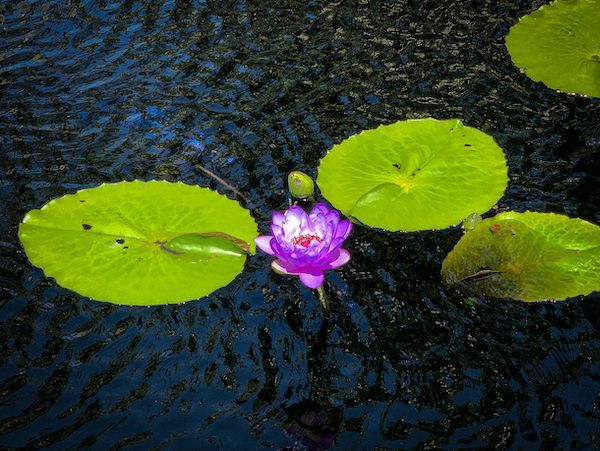 A purple water lily is surrounded by green leaves in a pond.