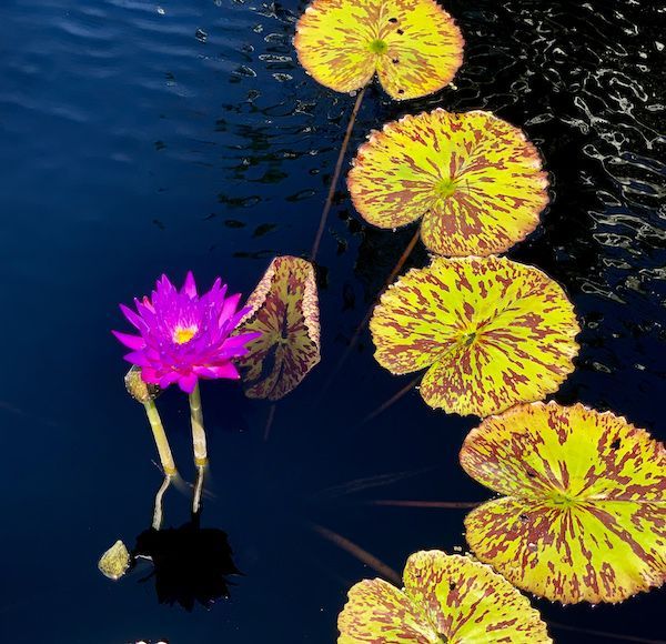 A purple flower is surrounded by yellow lily pads