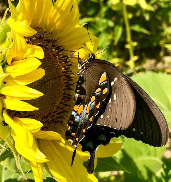 Two butterflies are perched on a sunflower