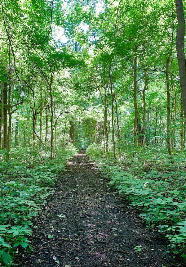 A path in the middle of a forest surrounded by trees.