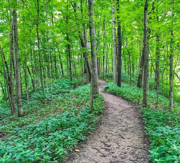 A dirt path going through a lush green forest.