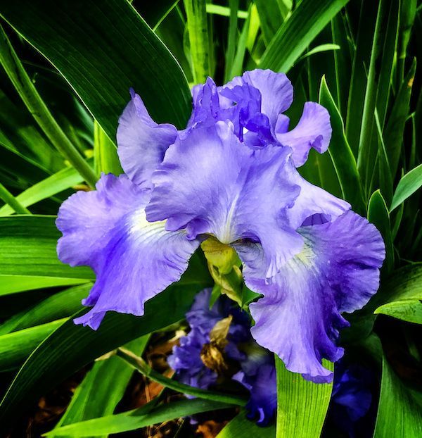 A purple flower is surrounded by green leaves