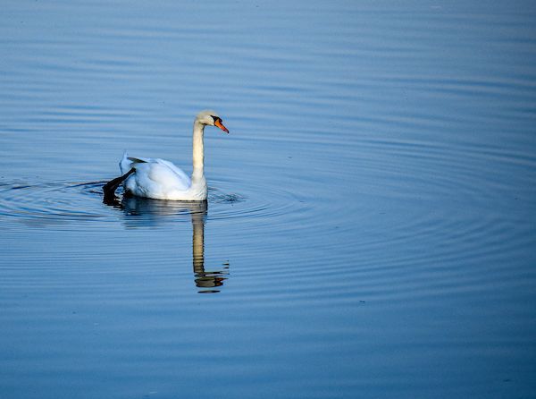 A white swan is floating on top of a body of water.