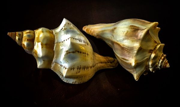 Two sea shells are sitting next to each other on a black surface.