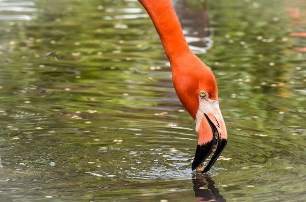 A flamingo is standing in the water with its beak in the water.