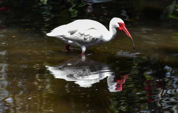 A white bird with a red beak is standing in the water