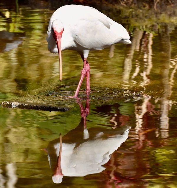 A white bird with red legs is standing in the water.