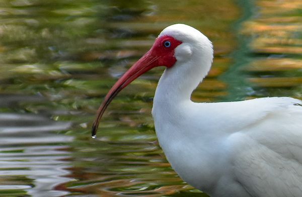 A white bird with a red beak is standing in the water