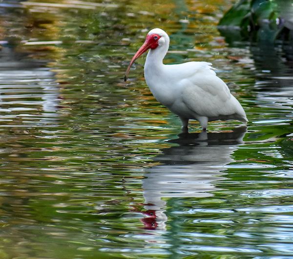 A white bird with a red beak is standing in the water.