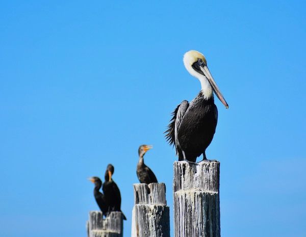 Three birds are perched on wooden poles against a blue sky.