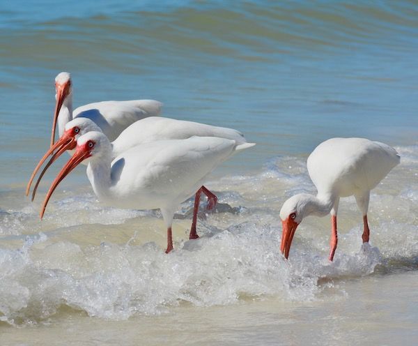 Three white birds with red beaks are standing on a beach