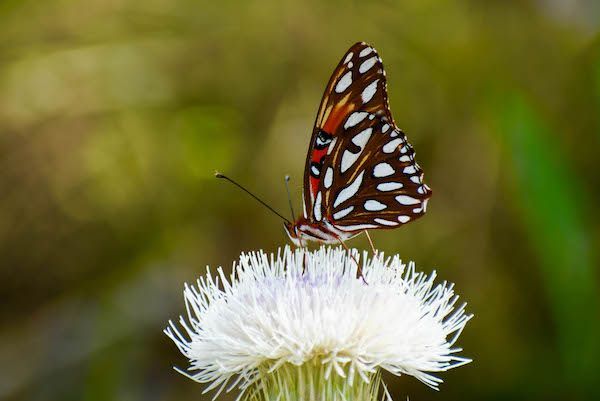 A butterfly is perched on top of a white flower.