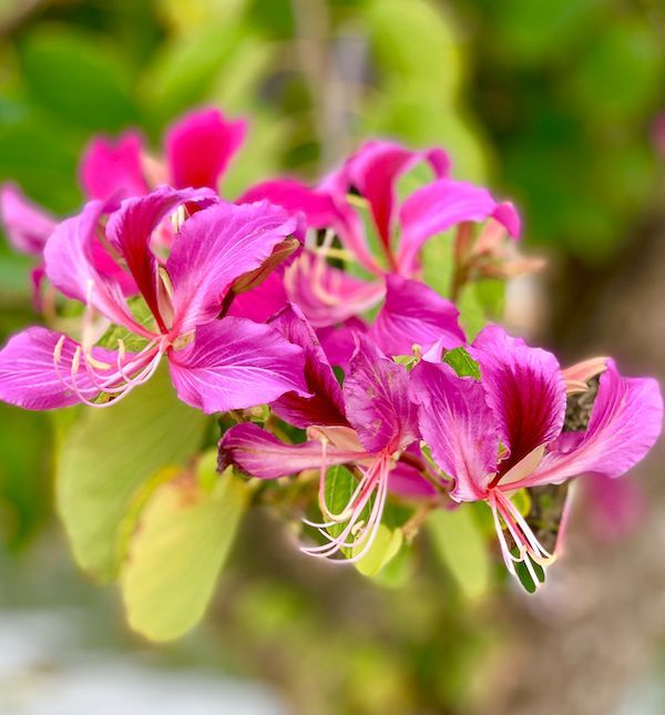 A close up of a bunch of pink flowers with green leaves in the background.