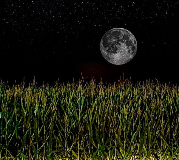A full moon is rising over a corn field at night.