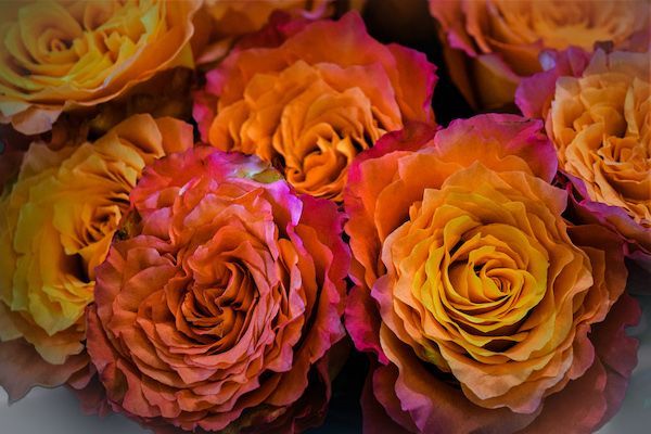 A close up of a bunch of orange roses on a table.