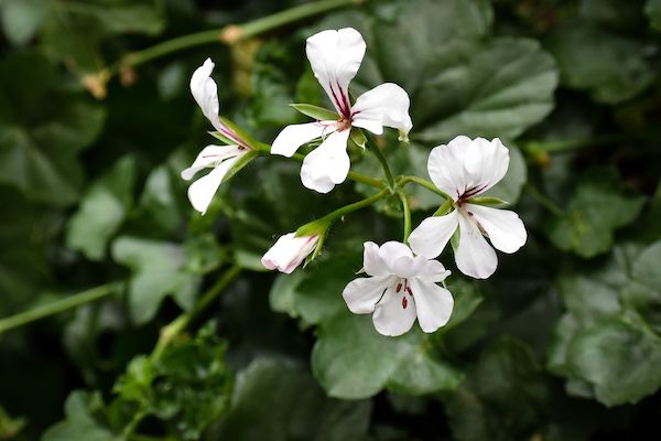 A close up of a plant with white flowers and green leaves
