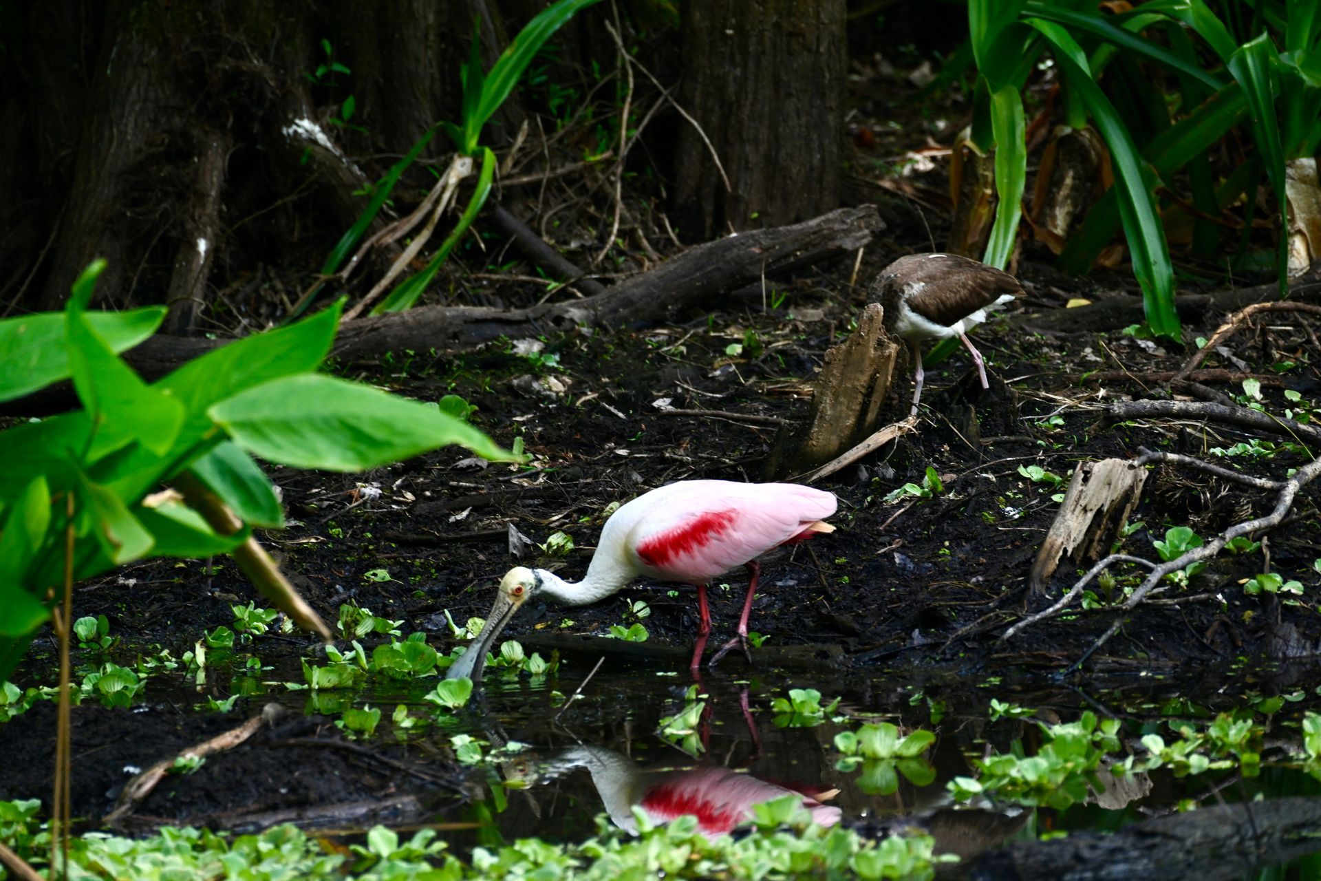 A pink and white bird with a long beak is standing in a swamp.