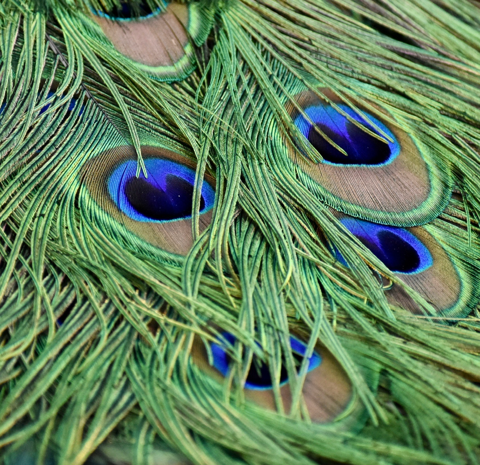 A close up of a peacock feather with blue spots