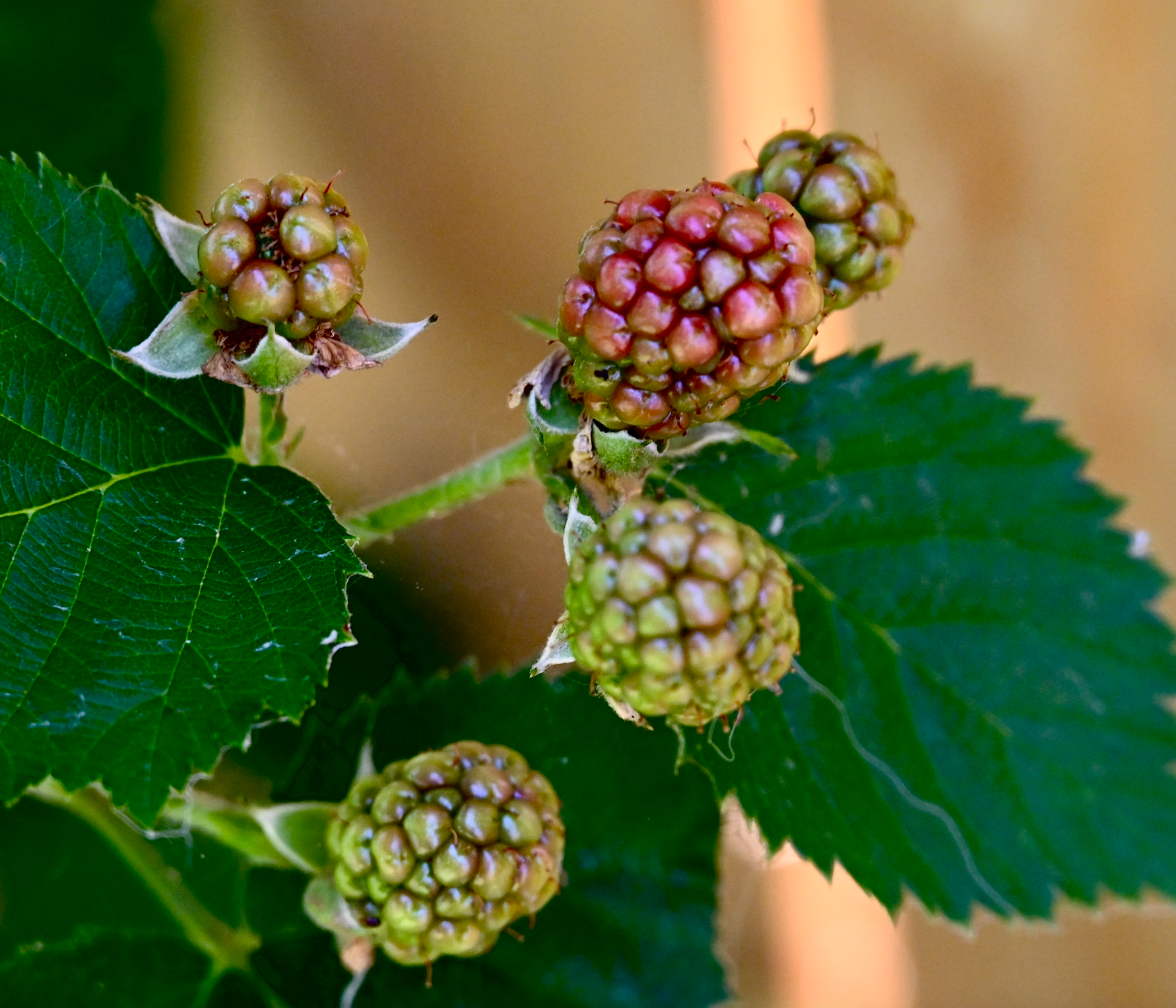 A bunch of berries growing on a plant with green leaves