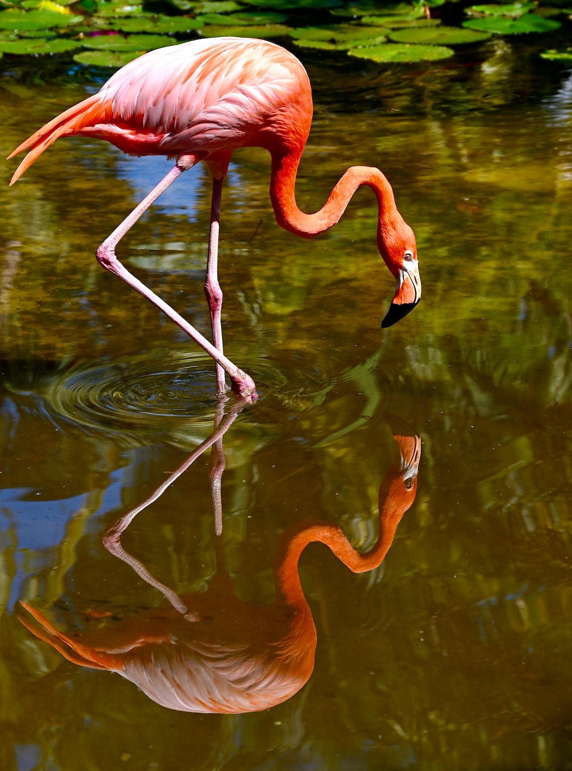 A flamingo is standing in the water looking at its reflection