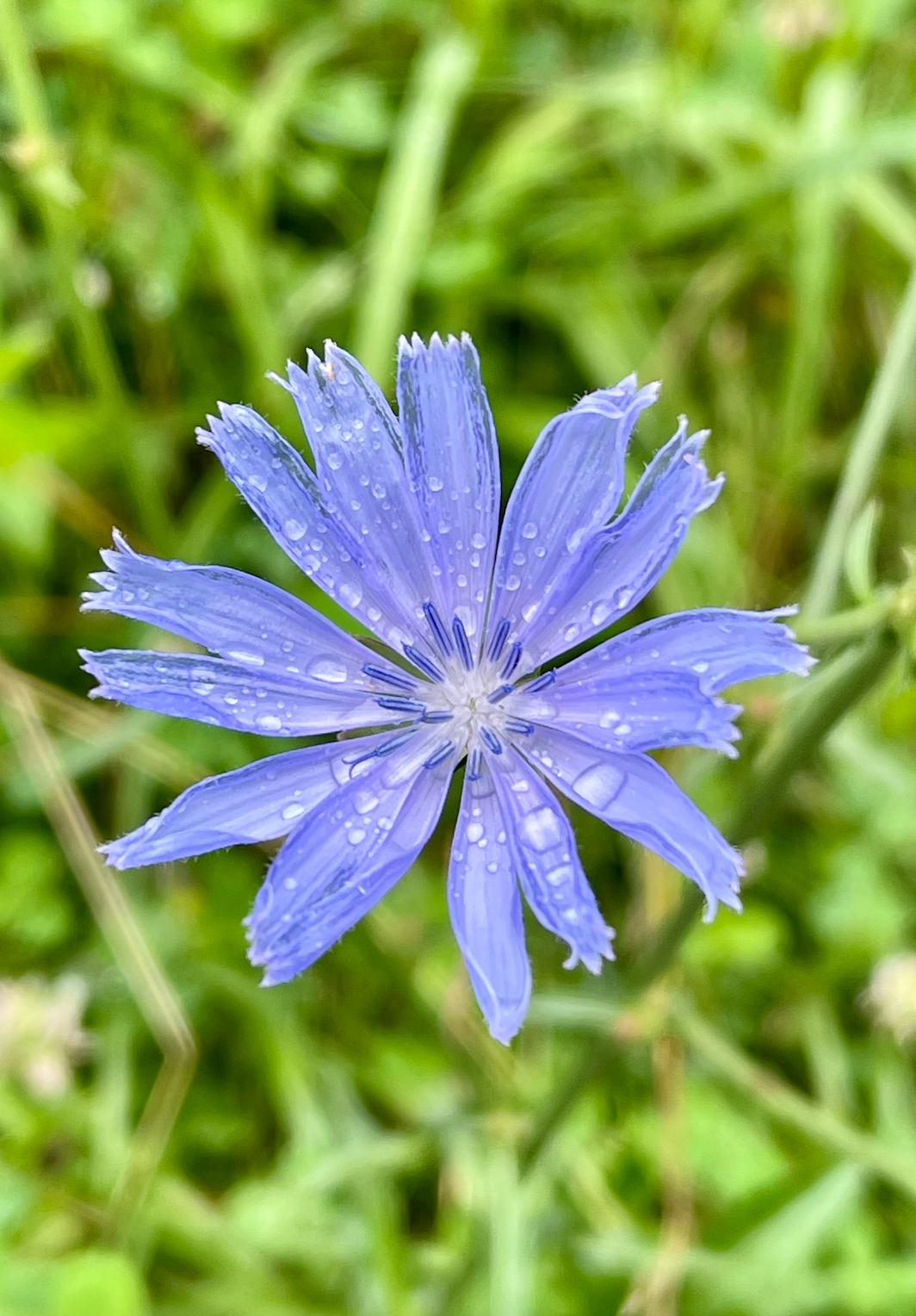 A close up of a purple flower with water drops on it.