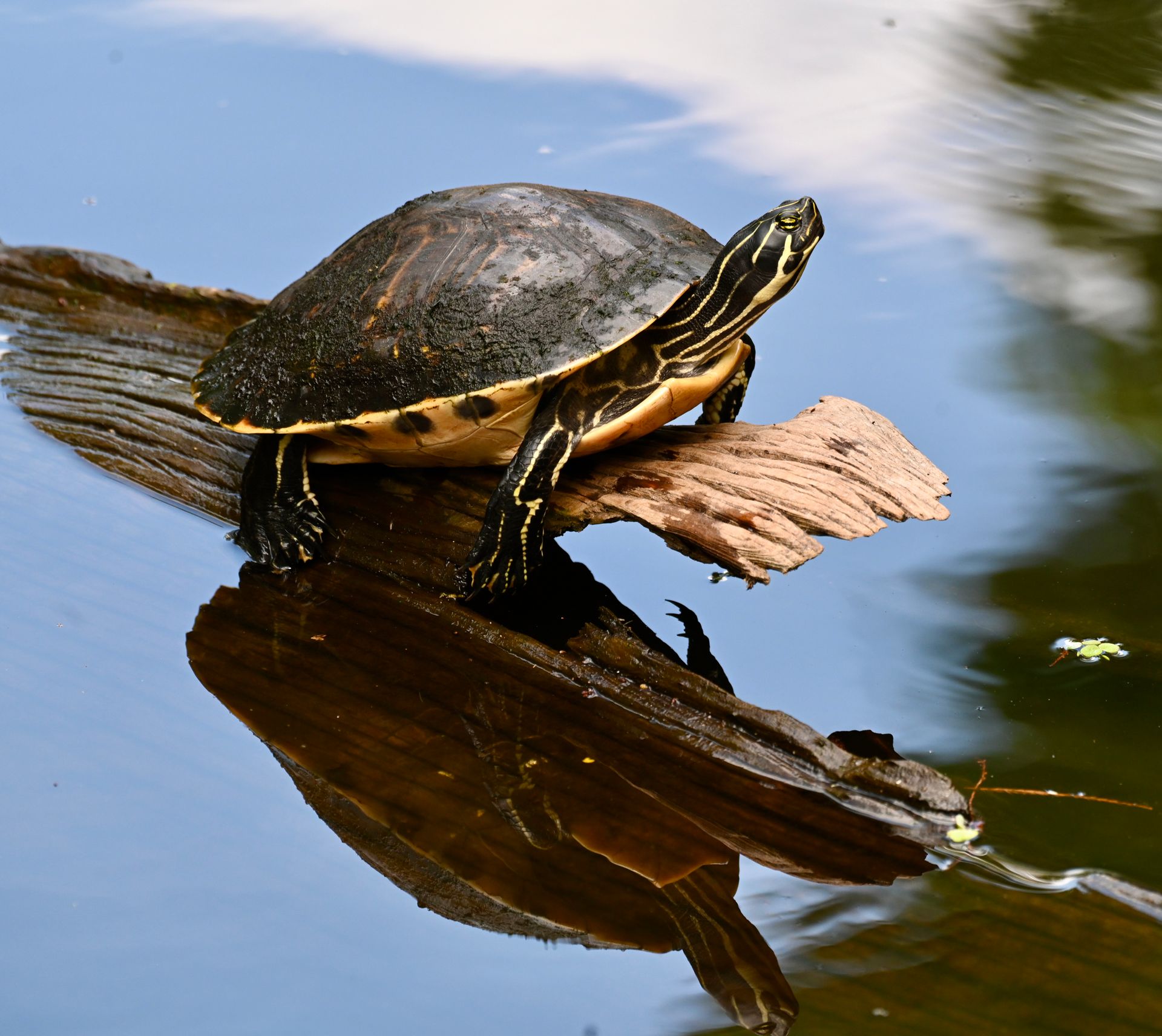 A turtle is sitting on a log in the water