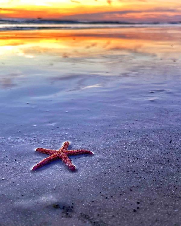 A starfish is laying on the beach at sunset.