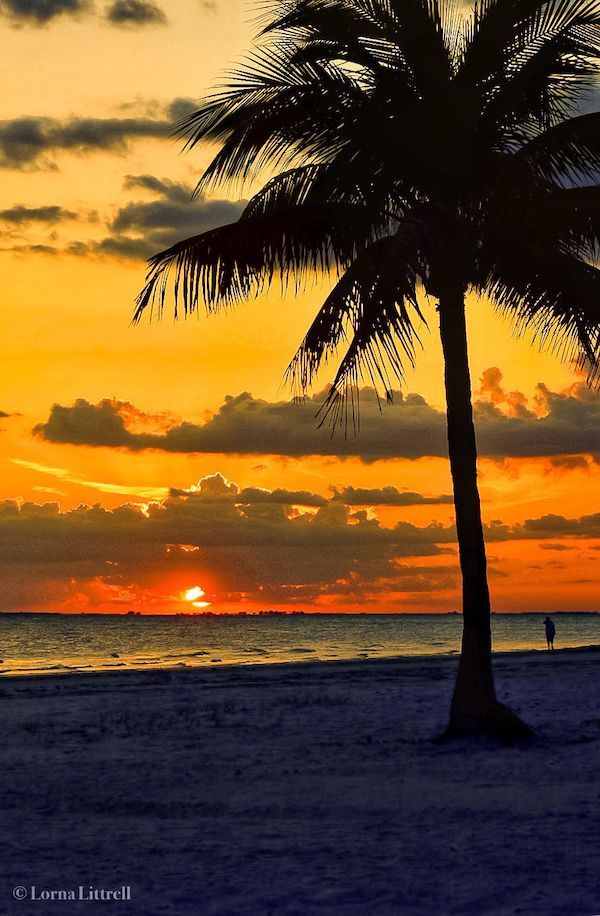 A palm tree on a beach at sunset