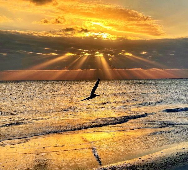 A seagull is flying over the ocean at sunset