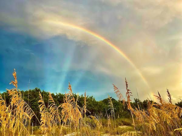 A rainbow is visible over a field of tall grass.